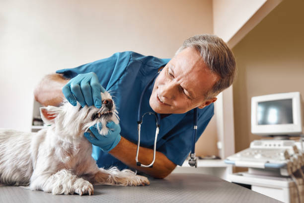 Best Emergency Dental Clinic in MT